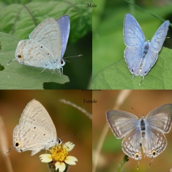 Forget-Me-Not   - Catochrysops strabo