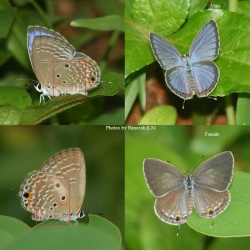 Plains Cupid - Chilades pandava ( Male and Female )