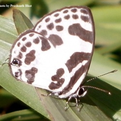 Banded Blue Pierrot - Discolampa ethion