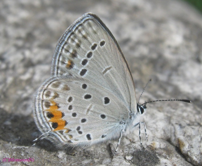 Tailed Cupid -- Everes argeides Pallas, 1771
