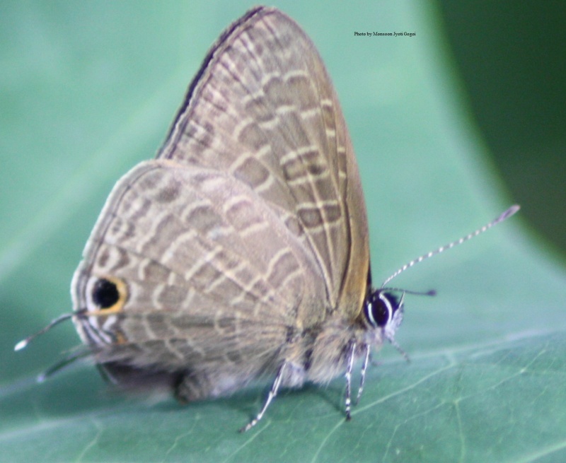 Pointed Lineblue - Ionolyce helicon