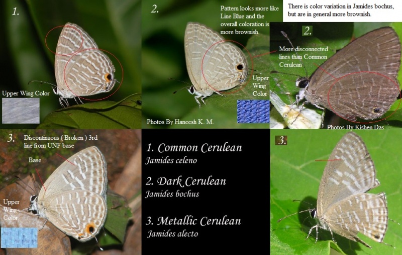 South Indian Ceruleans ( Jamides spp. )