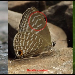 Comparison of Ceruleans ( Jamides )