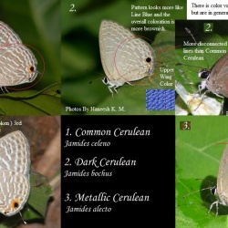 South Indian Ceruleans ( Jamides spp. )