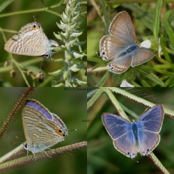 Pea Blue - Lampides boeticus ( Male and Female )