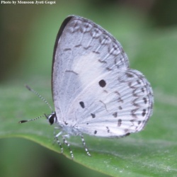 White Banded Hedge Blue -- Lycaenopsis transpectus Moore, 1879