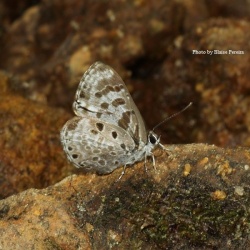 Small Pointed Pierrot - Niphanda cymbia