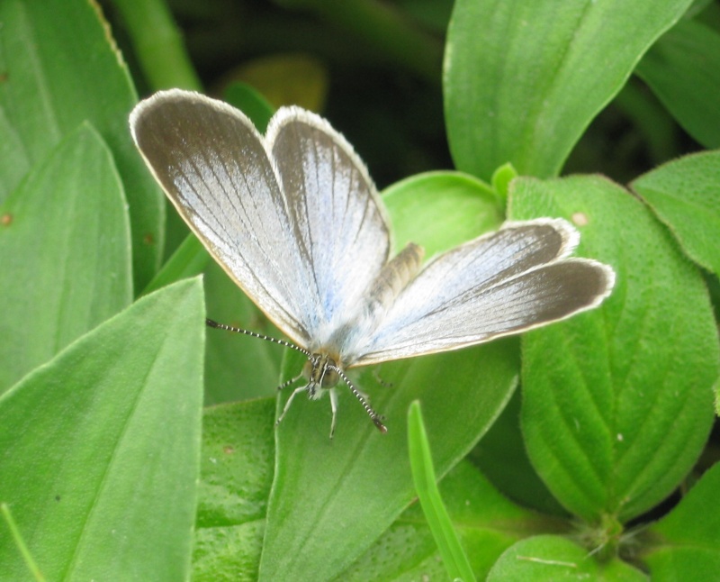 Pale Grass Blue  - Pseudozizeeria maha