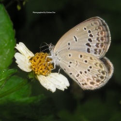 Pale Grass Blue - Pseudozizeeria maha