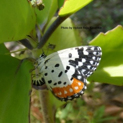 Egg-laying on Kalanchoe , Red Pierrot - Talicada nyseus Guerin, 1843
