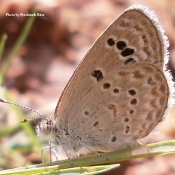 Lesser Grass Blue -  Zizina otis