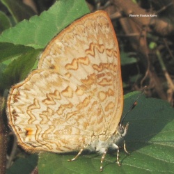 Common Gem - Poritia hewitsoni