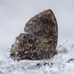 Subfamily Theclinae <br>    Genus Acupicta -- The Tinsels