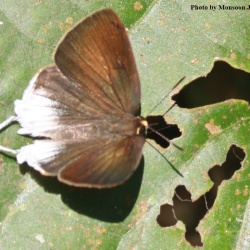 Subfamily Theclinae <br>    Genus Araotes - The Witch