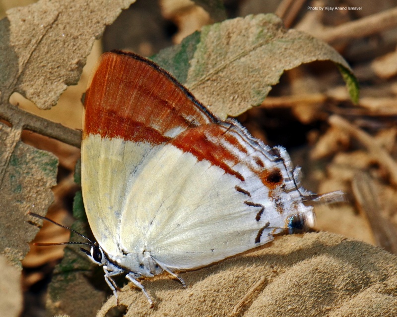 Mandarin Blue -- Charana mandarinus Hewitson, 1863