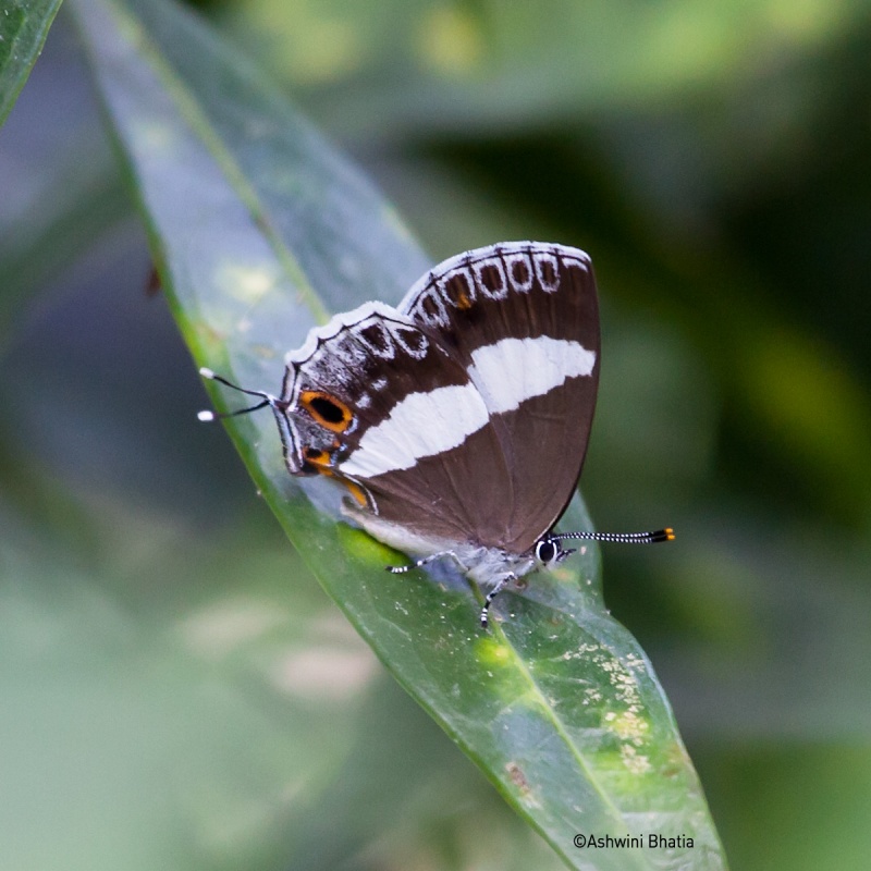 Water Hairstreak — Euaspa millionia Hewiston 1869