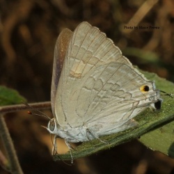 Common Guava Blue (Female) - Virachola isocrates