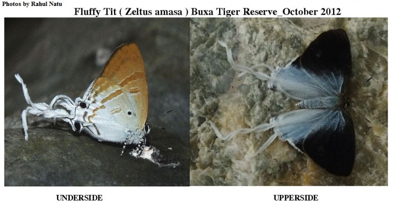 Fluffy Tit -- Zeltus etolus Fabricius, 1787 (UP and UN)