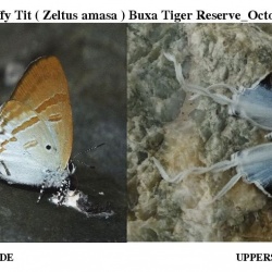 Fluffy Tit -- Zeltus etolus Fabricius, 1787 (UP and UN)