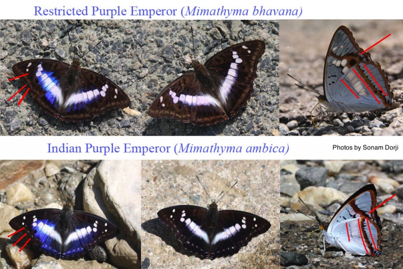 Indian Purple Emperor --  Mimathyma ambica Kollar, 1844 vs Restricted Purple Emperor -- Mimathyma bhavana Moore, 1881