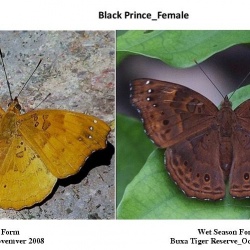 Black Prince -- Rohana parisatis Westwood, 1850 (Female) Dry Season Form & Wet Season Form