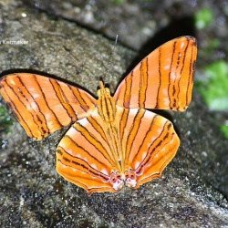 Common Maplet - Chersonesia risa