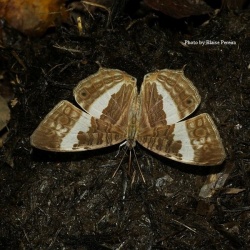 Marbled Map - Cyrestis cocles