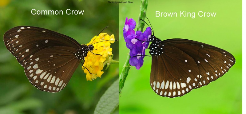 Common Crow ( Euploea core Cramer, 1780 ) vs Brown King Crow ( Euploea klugii Moore, 1858 )