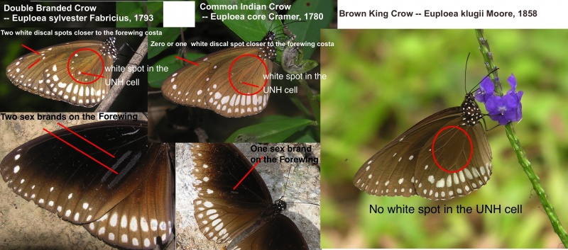 South Indian Crow butterflies - Euploea spp.  comparison