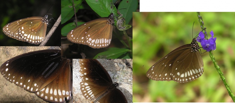 South Indian Crow butterflies - Euploea spp.  comparison