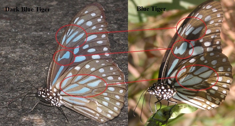 Comparison between Blue Tiger ( Tirumala limniace Cramer, 1775 ) and Dark Blue Tiger ( Tirumala septentrionis  Butler, 1874 )