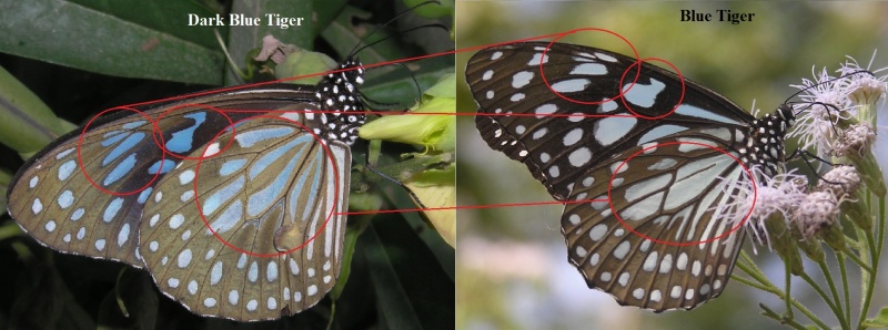 Comparison between Blue Tiger ( Tirumala limniace Cramer, 1775 ) and Dark Blue Tiger ( Tirumala septentrionis  Butler, 1874 )