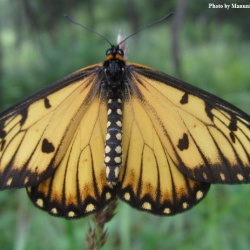 Subfamily Heliconiinae <br>    Genus Acraea ( The Tawny and Yellow Coster )
