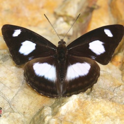The White-patched Sergeant — Athyma punctata ( Leech, 1890 )