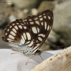 Blacvein Sergeant -- Athyma ranga Moore, 1857( Male )