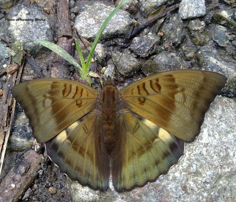 Bronze Duke - Euthalia nara Moore 1859