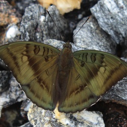 Subfamily Limenitidinae <br>    Genus Euthalia ( The Barons, Dukes and Banded Marquis)