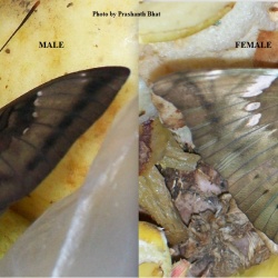 Common Baron - Euthalia aconthea ( Male and Female )