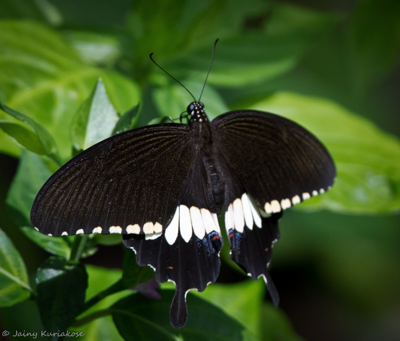 Common Mormon -- Papilio polytes stichioides Evans, 1912