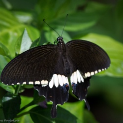 Common Mormon -- Papilio polytes stichioides Evans, 1912
