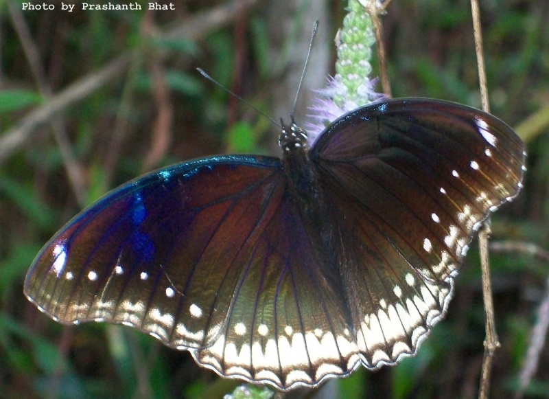 Great Eggfly -- Hypolimnas bolina Linnaeus, 1758 ( Female )