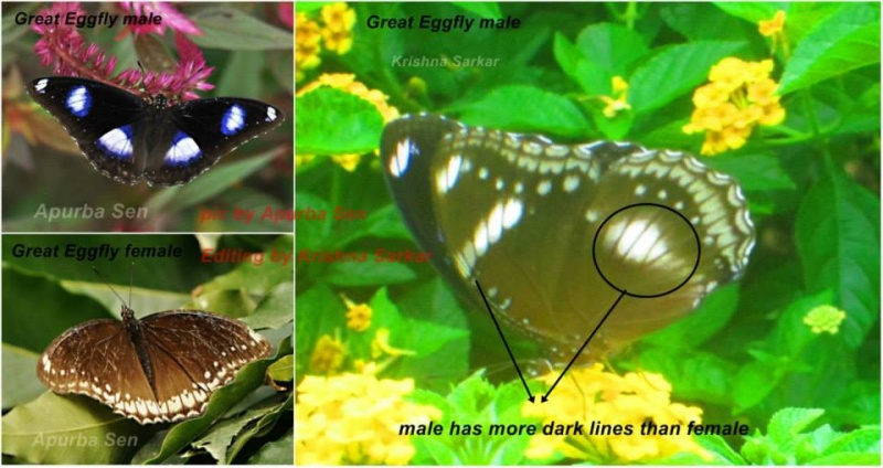 Great Eggfly -- Hypolimnas bolina Linnaeus, 1758  (Male & Female)