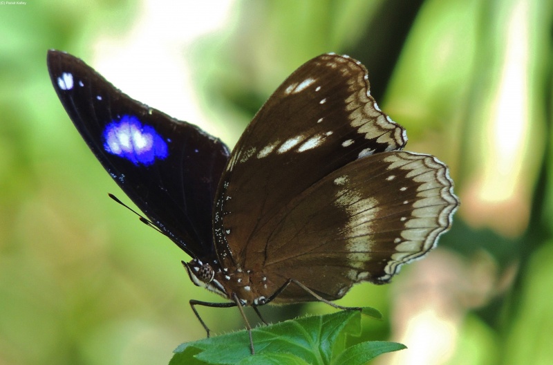 Great Eggfly -- Hypolimnas bolina Linnaeus, 1758