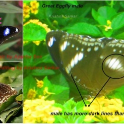Great Eggfly -- Hypolimnas bolina Linnaeus, 1758  (Male & Female)
