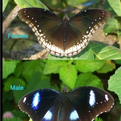 Great Eggfly - Hypolimnas bolina ( Male and Female )