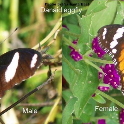 Danaid Eggfly - Hypolimnas misippus ( Male and Female )