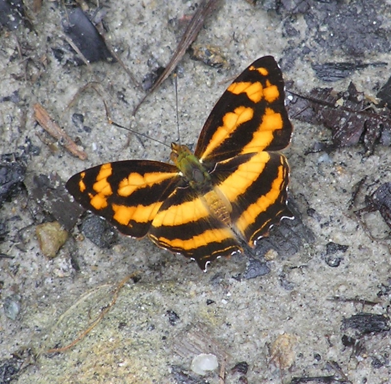 Common Jester - Symbrenthia lilaea