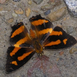 Himalayan Jester - Symbrenthia hypselis