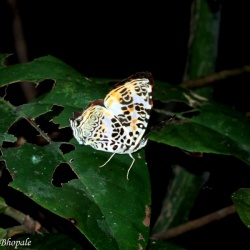 Spotted Jester - Symbrenthia hypselis