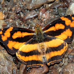 Common Jester - Symbrenthia lilaea